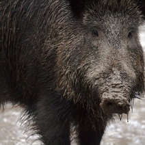 Опасный вирус АЧС обнаружен в Асекеевском районе