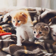 Садист из Домбаровки выбросил троих котят с четвертого этажа (18+)