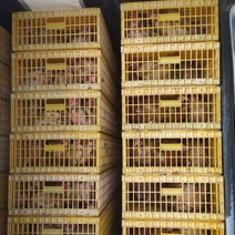 На оренбургской границе задержали кур и коз без документов