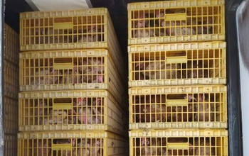 На оренбургской границе задержали кур и коз без документов