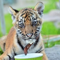У покалеченного вором бузулукского тигренка Гектора появился новый дом
