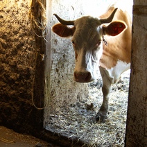 Ударила корова: в Саракташском районе госпитализирован 6-летний мальчик (18+)