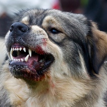 В Новотроицке введен карантин из-за выявленного очага бешенства