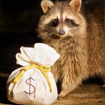 Мошенники обманули жительницу Оренбурга при покупке енота