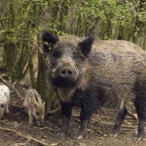 В Оренбуржье сократят количество диких кабанов