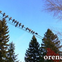 Какую погоду синоптики обещают оренбуржцам на Рождество