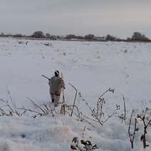 В какие сроки охотникам разрешили охотиться на косулю, лося и зайца