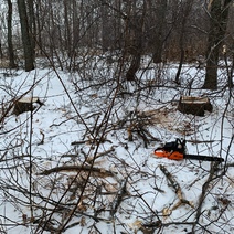 Задержан мужчина, спиливший четыре дуба в Тюльганском районе