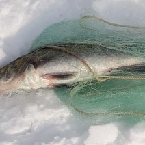 На Ириклинском водохранилище у рыбаков изъяли весь улов