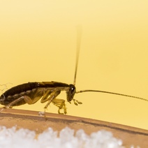 В феврале ожидается нашествие тараканов