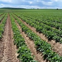 Бывший руководитель агрофирмы 