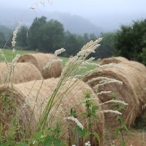 Оренбуржец дошел до кассационного суда из-за коров и сена
