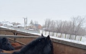 Через границу с Казахстаном пытались провезти 35 лошадей по поддельным документам