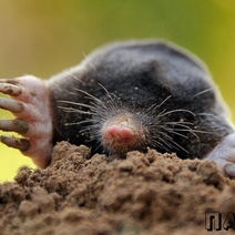 Житель Бугуруслана выбрал необычный способ для кражи аккумуляторов