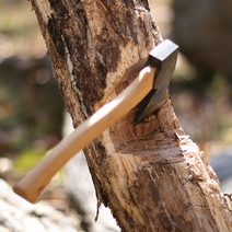 Лесоруб из Тюльганского района может лишиться свободы на два года