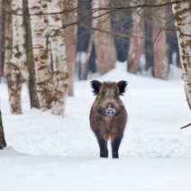 В Оренбургской области собираются истребить еще больше тысячи кабанов