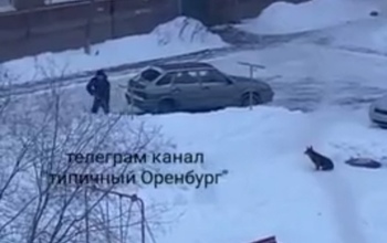 Пес, в которого выстрелил оренбуржец, жив, но до смерти напуган (18+)