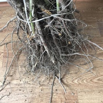 В Оренбуржье пытались завезти саженцы роз с растением-паразитом