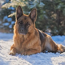 Жизнь собачья: жительница Оренбуржья подала в суд из-за желания вернуть свою овчарку