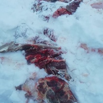 Был еще и снегоход: к браконьерству в Шарлыкском районе могут быть еще несколько причастных (18+)