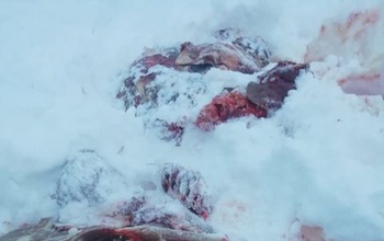 Был еще и снегоход: к браконьерству в Шарлыкском районе могут быть еще несколько причастных (18+)