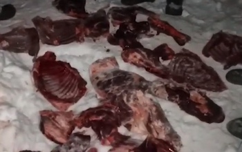 В Шарлыкском районе у браконьера обнаружили четыре разделанные туши косули (18+)