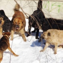 Прокушены бедро, голень и спина: в Оренбурге - очередное нападение бродячих псов на девушку
