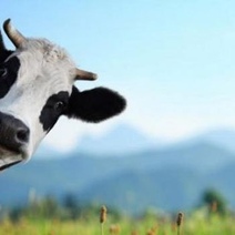 В Новоорском районе недосмотревший за коровой пастух отказался возмещать ущерб