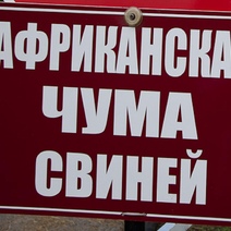 В Бузулукском бору впервые обнаружен очаг африканской чумы свиней