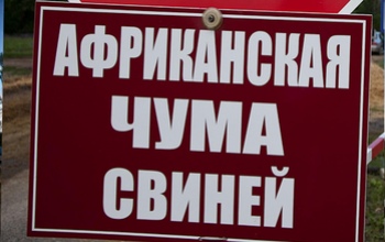 В Бузулукском бору впервые обнаружен очаг африканской чумы свиней
