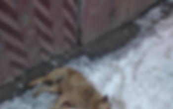В Оренбурге на проспекте Гагарина неизвестные отравили собак (18+)