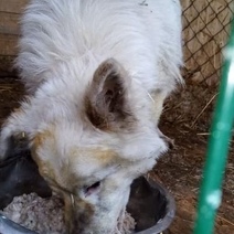 Псу, чьи хозяева в выходные погибли на пожаре, ищут новый дом