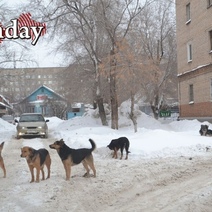 Иск прокурора Оренбурга по бродячим собакам суд рассмотрит 1 апреля