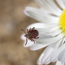 В каких районах Оренбуржья повышенная опасность заражения клещевым энцефалитом