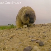 Тепло близко: в Оренбургской области из спячки вышли сурки