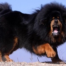 В Переволоцком ребенка покусал сбежавший из вольера тибетский мастиф