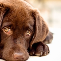 В Оренбурге женщина выбросила собаку с балкона пятого этажа (18+)