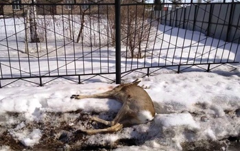 В центре Переволоцкого возле районной больницы обнаружен труп самца косули (18+)