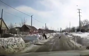В Соль-Илецке на детей напала овчарка