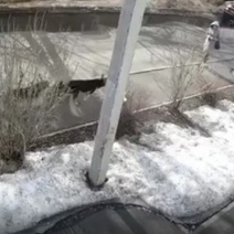 Семеро на одну: в Оренбурге женщина пострадала от бродячих собак