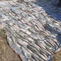 Рыбаки незаконно выловили в Ирикле более двух тысяч голов рипуса