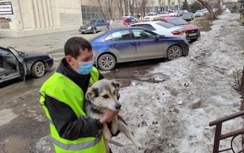 Как в Оренбурге решается проблема с бродячими животными после введения закона об их защите