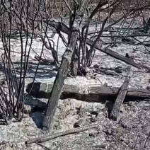 Из-за бесконтрольного пала сухостоя под Бузулуком пострадало кладбище
