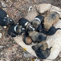 Сразу девять щенков неизвестный выбросил на детской площадке в Кушкулях
