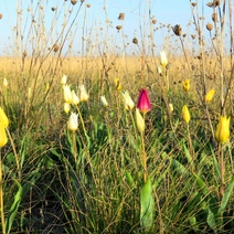 В оренбургской степи распустились тюльпаны Шренка