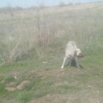 Оренбургскому 