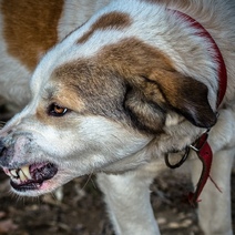 В Оренбурге вновь собака напала на маленького ребенка
