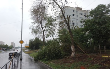 В Оренбурге возбуждено очередное уголовное дело из-за незаконной рубки деревьев
