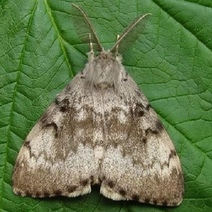 В лесах Оренбургской области из-за опасного вредителя вводят режим ЧС