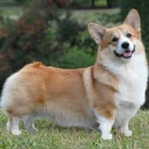 Щенок породы корги обошелся оренбурженке в 74 000 рублей